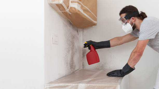Professional Mold Removal technician working in Naples, TX