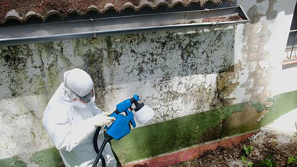 Trusted Bathroom Mold Removal service in Naples, TX - Cheap Mold Removal